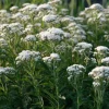 Snow White Boneset Seeds - Eupatorium Perfoliatum, 200 Seed Pack, Pollinator Garden Perennial - Image 1