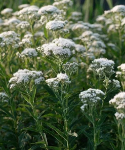 Snow White Boneset Seeds - Eupatorium Perfoliatum, 200 Seed Pack, Pollinator Garden Perennial - Image 1