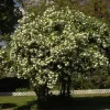 Snowball Viburnum Live Plant - White Shrub, 18-24" Tall, 1 Gallon, Outdoor - Image 1
