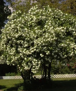Snowball Viburnum Live Plant - White Shrub, 18-24" Tall, 1 Gallon, Outdoor - Image 1