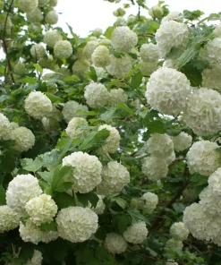 Snowball Viburnum Live Plant - White Shrub, 18-24" Tall, 1 Gallon, Outdoor - Image 2