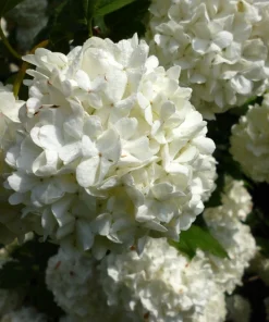 Snowball Viburnum Live Plant - White Shrub, 18-24