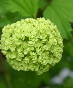 Snowball Viburnum Live Plant - White Shrub, 18-24