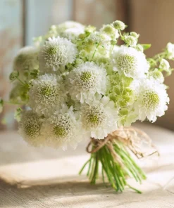 Snowmaiden Scabiosa Seeds - 50 Count White Pincushion Flowers for Garden - Image 2
