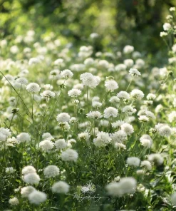 Snowmaiden Scabiosa Seeds - 50 Count White Pincushion Flowers for Garden - Image 3