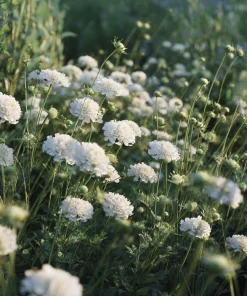 Snowmaiden Scabiosa Seeds - 50 Count White Pincushion Flowers for Garden - Image 4