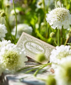 Snowmaiden Scabiosa Seeds - 50 Count White Pincushion Flowers for Garden - Image 5