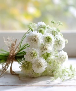 Snowmaiden Scabiosa Seeds - 50 Count White Pincushion Flowers for Garden - Image 1