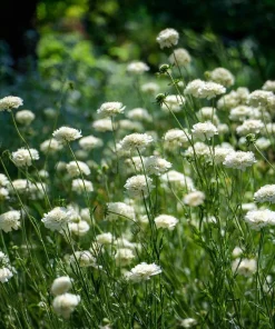 Snowmaiden Scabiosa Seeds - 50 Count White Pincushion Flowers for Garden - Image 6