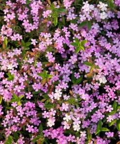 Soapwort Seeds – 300 Saponaria Officinalis Seeds – Fragrant Pink Blooms - Image 3
