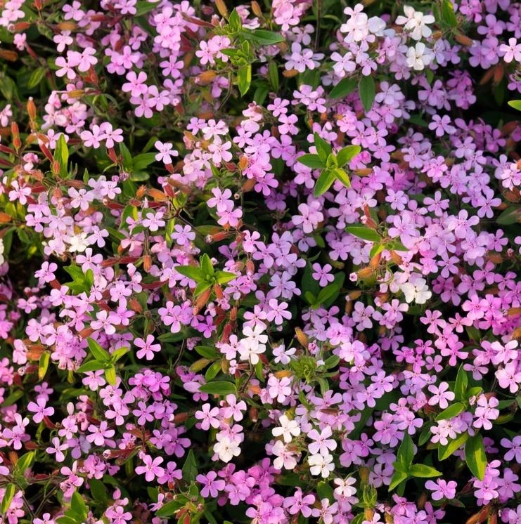 Soapwort Seeds – 300 Saponaria Officinalis Seeds – Fragrant Pink Blooms - Image 3