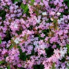 Soapwort Seeds – 300 Saponaria Officinalis Seeds – Fragrant Pink Blooms - Image 1