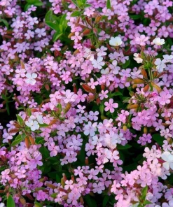Soapwort Seeds – 300 Saponaria Officinalis Seeds – Fragrant Pink Blooms - Image 1