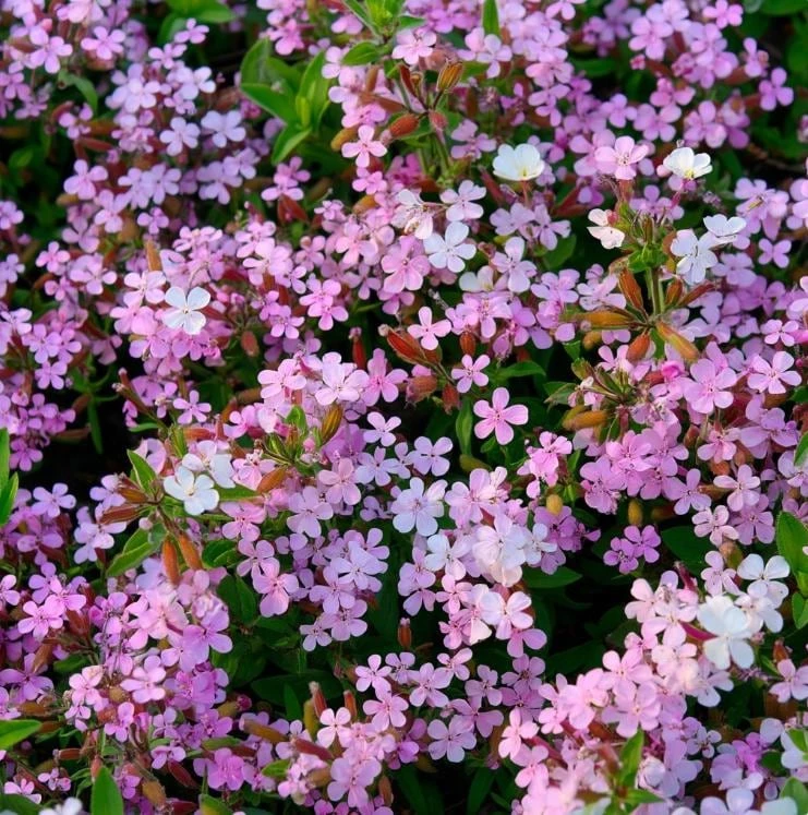 Soapwort Seeds – 300 Saponaria Officinalis Seeds – Fragrant Pink Blooms - Image 1