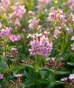 Soapwort Seeds – 300 Saponaria Officinalis Seeds – Fragrant Pink Blooms - Image 4
