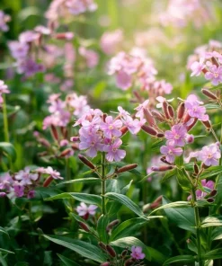Soapwort Seeds – 300 Saponaria Officinalis Seeds – Fragrant Pink Blooms - Image 5