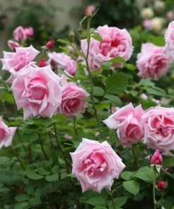 Soft Pink Floribunda Rose Plant – Live Bush, Fragrant Outdoor Garden Flower 4-7 Inch Tall - Image 2