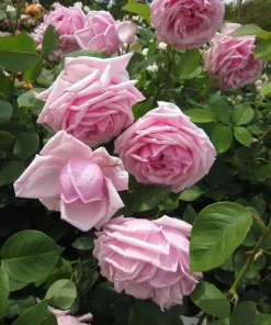 Soft Pink Floribunda Rose Plant – Live Bush, Fragrant Outdoor Garden Flower 4-7 Inch Tall - Image 3