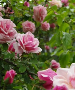 Soft Pink Floribunda Rose Plant – Live Bush, Fragrant Outdoor Garden Flower 4-7 Inch Tall - Image 4