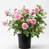Soft Pink Floribunda Rose Plant – Live Bush, Fragrant Outdoor Garden Flower 4-7 Inch Tall - Image 1