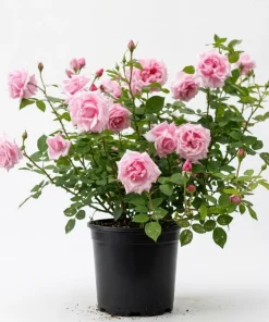 Soft Pink Floribunda Rose Plant – Live Bush, Fragrant Outdoor Garden Flower 4-7 Inch Tall - Image 1