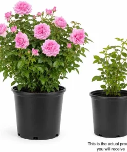 Soft Pink Lady Rose Bush Live Plant, 1-2 Ft Tall, 3 Gallon Pot, Outdoor Flowering - Image 3