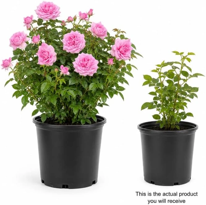 Soft Pink Lady Rose Bush Live Plant, 1-2 Ft Tall, 3 Gallon Pot, Outdoor Flowering - Image 3
