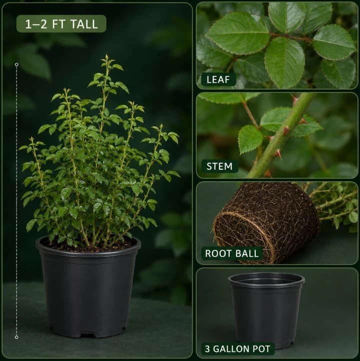 Soft Pink Lady Rose Bush Live Plant, 1-2 Ft Tall, 3 Gallon Pot, Outdoor Flowering - Image 4