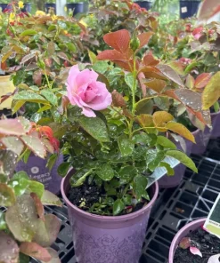 Soft Pink Lady Rose Bush Live Plant, 1-2 Ft Tall, 3 Gallon Pot, Outdoor Flowering - Image 6