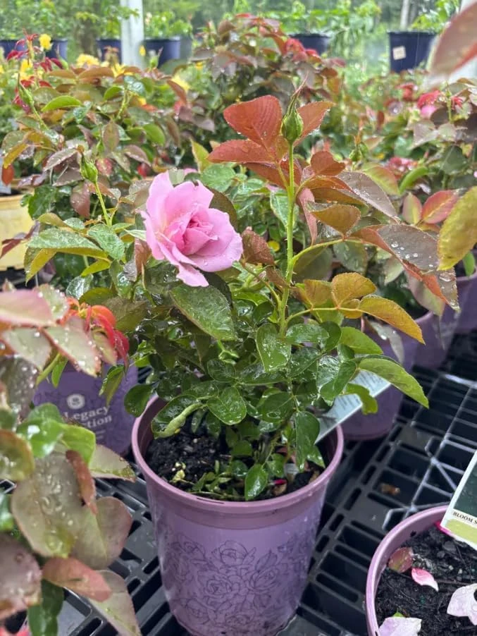 Soft Pink Lady Rose Bush Live Plant, 1-2 Ft Tall, 3 Gallon Pot, Outdoor Flowering - Image 6