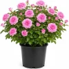 Soft Pink Lady Rose Bush Live Plant, 1-2 Ft Tall, 3 Gallon Pot, Outdoor Flowering - Image 1