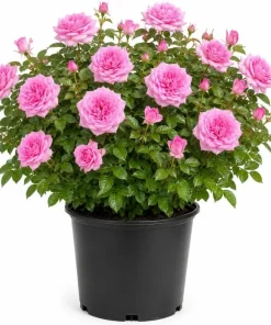 Soft Pink Lady Rose Bush Live Plant, 1-2 Ft Tall, 3 Gallon Pot, Outdoor Flowering - Image 1