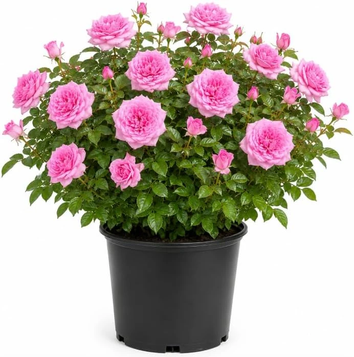 Soft Pink Lady Rose Bush Live Plant, 1-2 Ft Tall, 3 Gallon Pot, Outdoor Flowering - Image 1