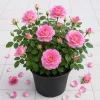 Soft Pink Rose Bush Live Plant – Fragrant Blooming Garden Rose – 4-6 Inch Tall - Image 1