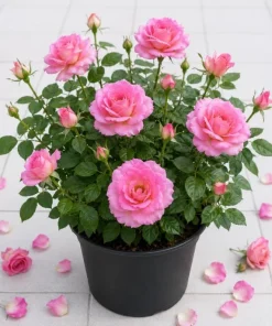 Soft Pink Rose Bush Live Plant – Fragrant Blooming Garden Rose – 4-6 Inch Tall - Image 1