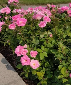 Soft Pink Rose Bush Live Plant – Fragrant Blooming Garden Rose – 4-6 Inch Tall - Image 2