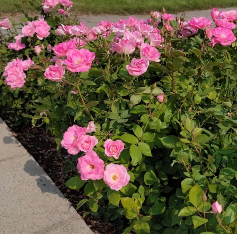 Soft Pink Rose Bush Live Plant – Fragrant Blooming Garden Rose – 4-6 Inch Tall - Image 2