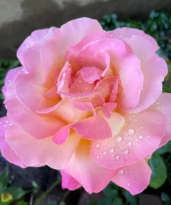 Soft Pink Rose Bush Live Plant – Fragrant Blooming Garden Rose – 4-6 Inch Tall - Image 3
