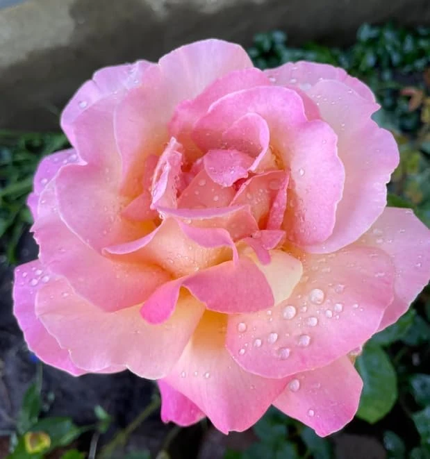 Soft Pink Rose Bush Live Plant – Fragrant Blooming Garden Rose – 4-6 Inch Tall - Image 3