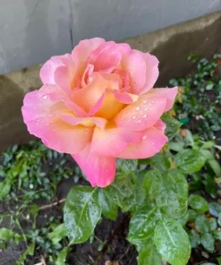 Soft Pink Rose Bush Live Plant – Fragrant Blooming Garden Rose – 4-6 Inch Tall - Image 4