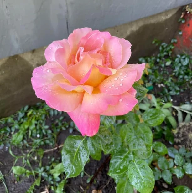 Soft Pink Rose Bush Live Plant – Fragrant Blooming Garden Rose – 4-6 Inch Tall - Image 4