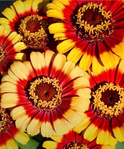 Sombrero Zinnia Seeds - 50 Count - Bi-Color Blooms for Pollinators - Image 2
