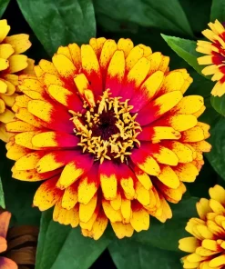 Sombrero Zinnia Seeds - 50 Count - Bi-Color Blooms for Pollinators - Image 3