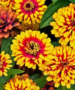 Sombrero Zinnia Seeds - 50 Count - Bi-Color Blooms for Pollinators - Image 4