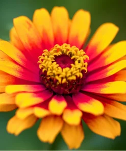 Sombrero Zinnia Seeds - 50 Count - Bi-Color Blooms for Pollinators - Image 5