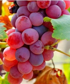 Somerset Red Seedless Grape Vine Live Plant - 1-2 Yr Old - Red Fruit Outdoor - Image 3