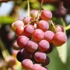 Somerset Red Seedless Grape Vine Live Plant - 1-2 Yr Old - Red Fruit Outdoor - Image 1