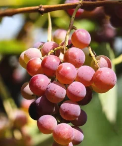 Somerset Red Seedless Grape Vine Live Plant - 1-2 Yr Old - Red Fruit Outdoor - Image 1