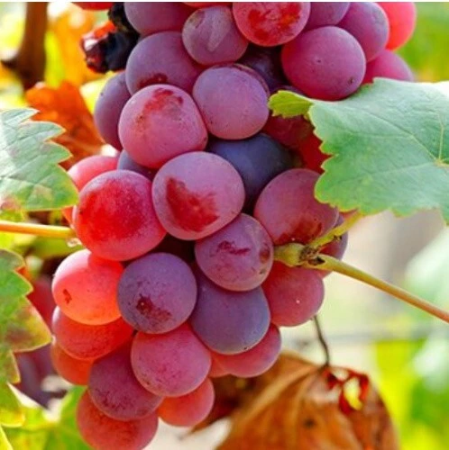 Somerset Red Seedless Grape Vine Plant - Live 1-2 Yr Old, Pruned, Outdoor - Image 2