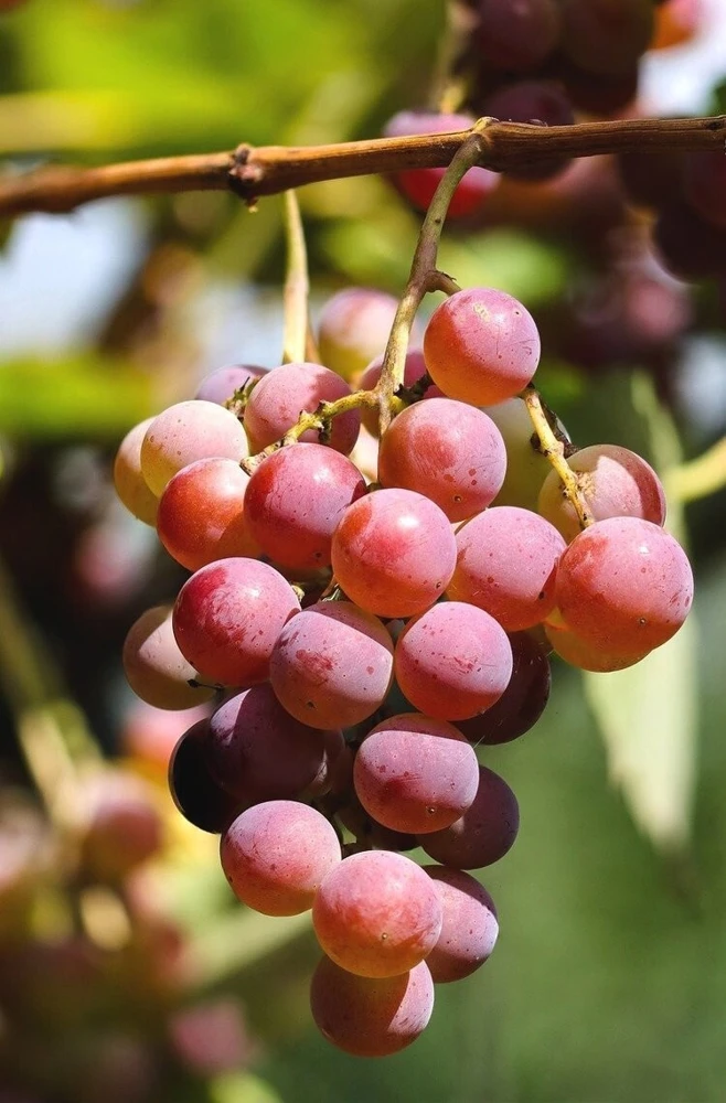 Somerset Red Seedless Grape Vine Plant - Live 1-2 Yr Old, Pruned, Outdoor - Image 3